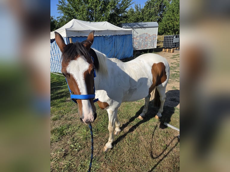 Welsh A (Mountain Pony) Gelding 18 years 13,2 hh Pinto in Frankfurt am Main