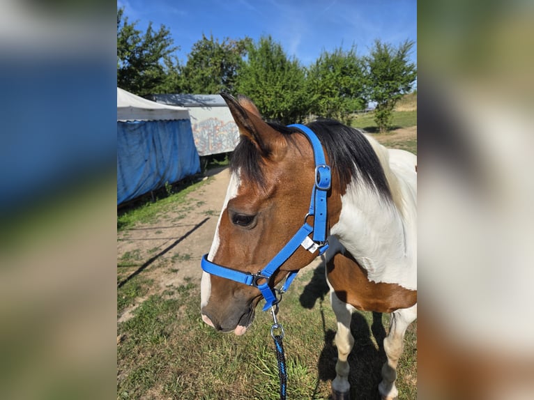 Welsh A (Mountain Pony) Gelding 18 years 13,2 hh Pinto in Frankfurt am Main