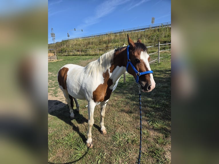 Welsh A (Mountain Pony) Gelding 18 years 13,2 hh Pinto in Frankfurt am Main