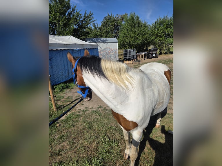 Welsh A (Mountain Pony) Gelding 18 years 13,2 hh Pinto in Frankfurt am Main