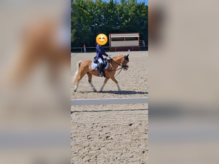 Welsh A (Mountain Pony) Gelding 19 years 10,2 hh Palomino in Malsfeld