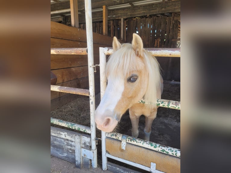Welsh A (Mountain Pony) Gelding 19 years 10,2 hh Palomino in Malsfeld