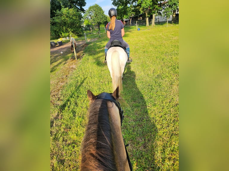 Welsh A (Mountain Pony) Gelding 19 years 11,2 hh Gray in Dierhagen