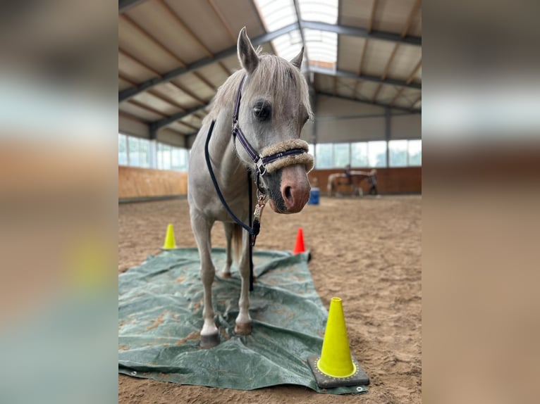 Welsh A (Mountain Pony) Gelding 20 years 11,2 hh Gray in Ehrenburg