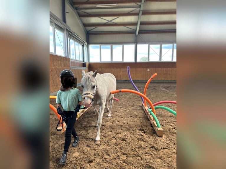 Welsh A (Mountain Pony) Gelding 20 years 11,2 hh Gray in Ehrenburg