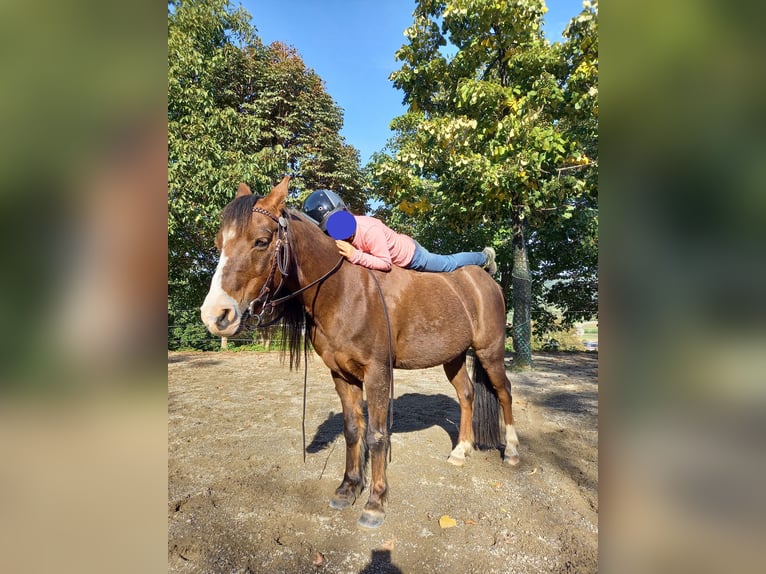 Welsh A (Mountain Pony) Gelding 21 years 11.2 hh Chestnut in Dettingen an der Erms