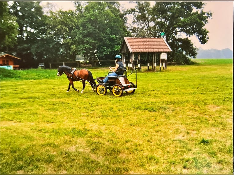 Welsh A (Mountain Pony) Gelding 22 years 11,3 hh Brown in Meppen