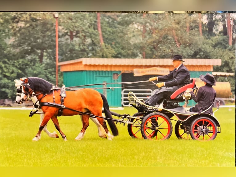 Welsh A (Mountain Pony) Gelding 22 years 11,3 hh Brown in Meppen