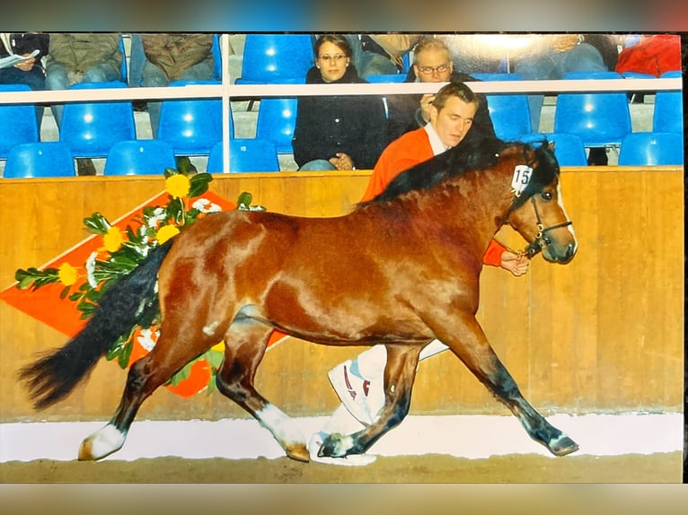 Welsh A (Mountain Pony) Gelding 22 years 11,3 hh Brown in Meppen