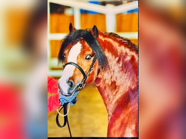 Welsh A (Mountain Pony) Gelding 22 years 11,3 hh Brown in Meppen