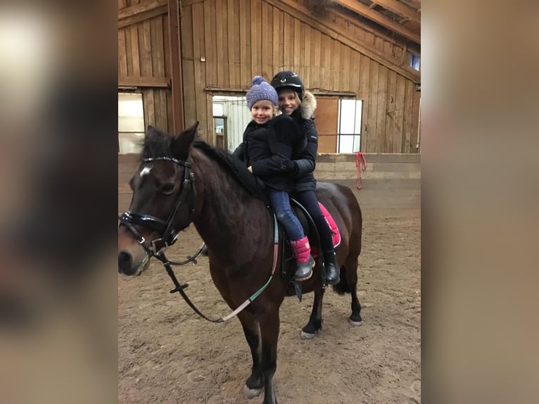 Welsh A (Mountain Pony) Gelding 22 years 12,2 hh Bay in Stuttgart Degerloch