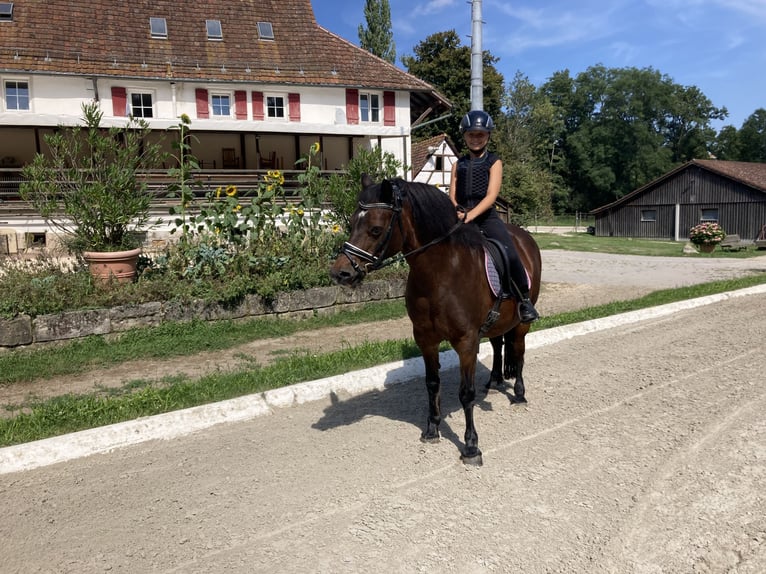Welsh A (Mountain Pony) Gelding 22 years 12,3 hh Brown in Stuttgart Degerloch
