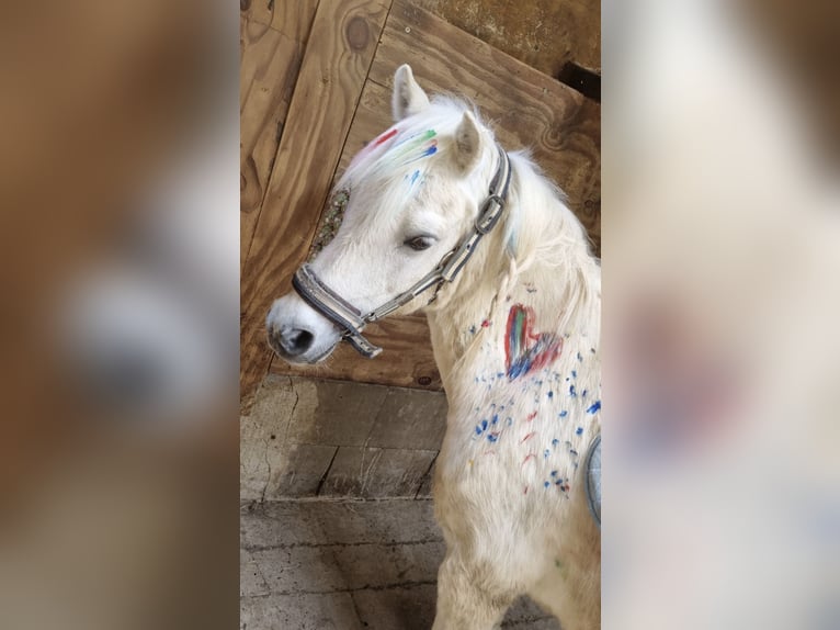 Welsh A (Mountain Pony) Mix Gelding 23 years 11,1 hh Gray in Goch