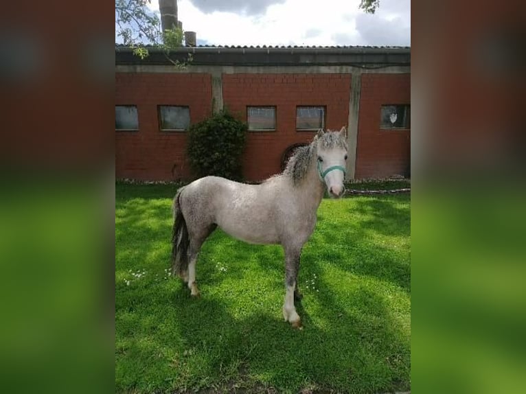 Welsh A (Mountain Pony) Gelding 2 years 11.1 hh  in Ennigerloh