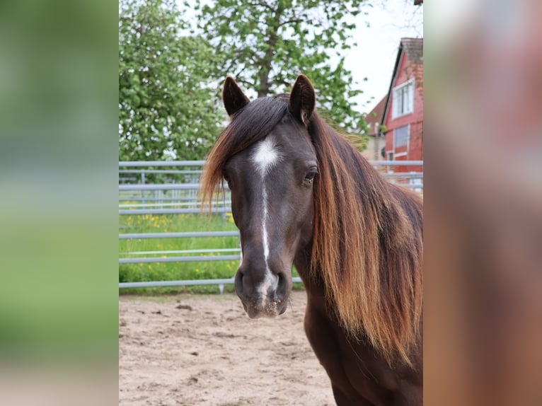 Welsh A (Mountain Pony) Mix Gelding 2 years 11,2 hh Black in Scheibenhardt