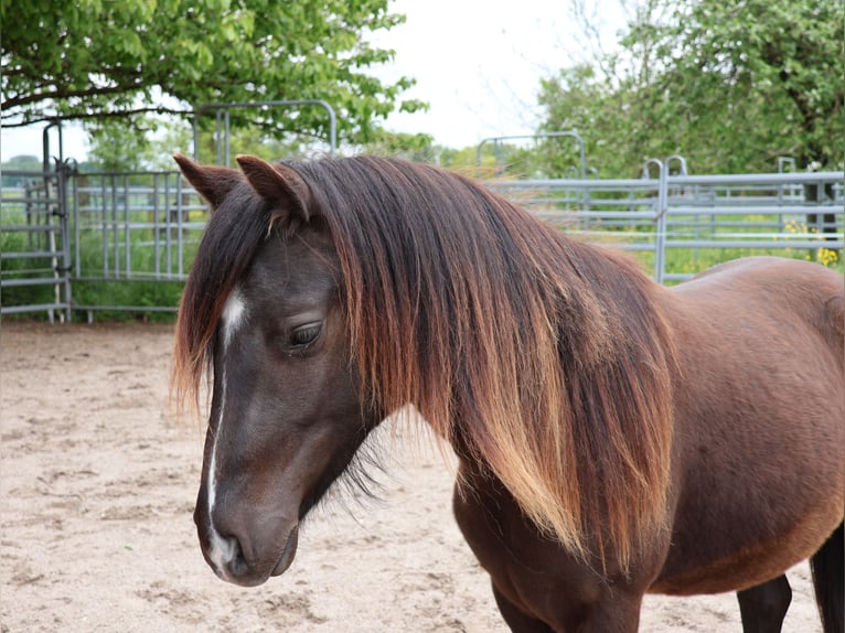 Welsh A (Mountain Pony) Mix Gelding 2 years 11,2 hh Black in Scheibenhardt