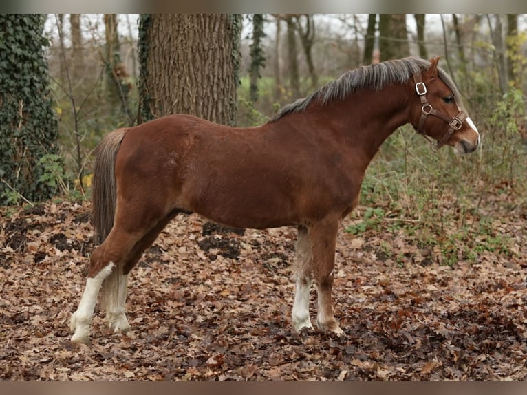 Welsh A (Mountain Pony) Gelding 2 years 11,2 hh Chestnut-Red in Aalten
