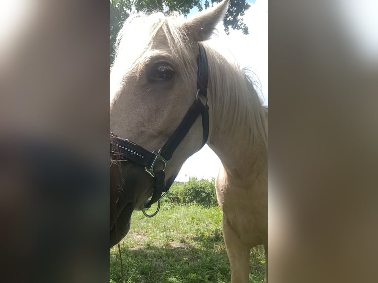 Welsh A (Mountain Pony) Mix Gelding 2 years 11,2 hh Palomino in Osterfeld
