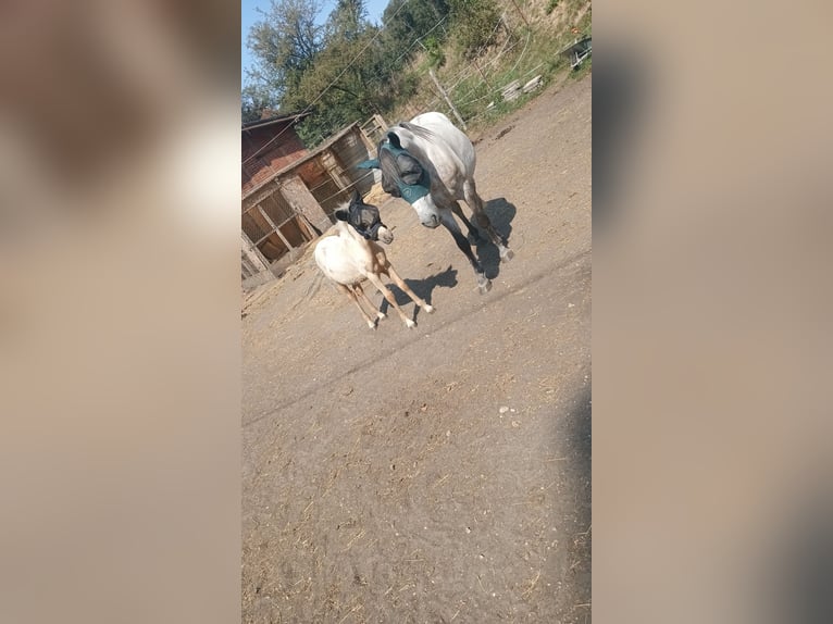 Welsh A (Mountain Pony) Mix Gelding 2 years 11,2 hh Palomino in Osterfeld