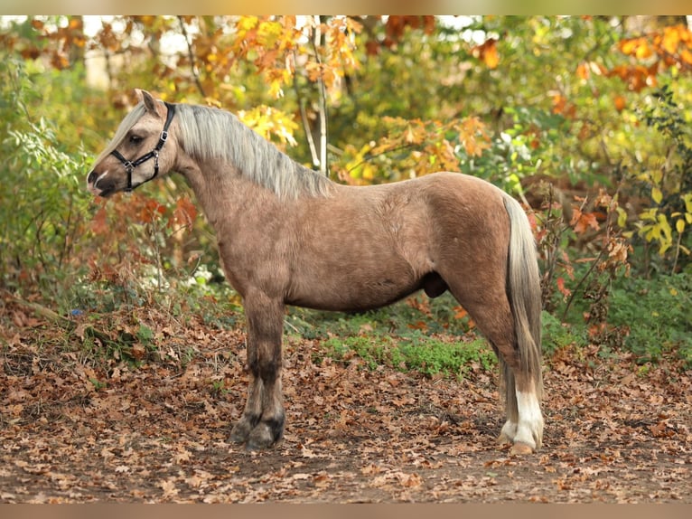 Welsh A (Mountain Pony) Gelding 2 years 11,2 hh Palomino in Aalten