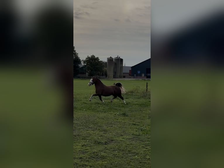 Welsh A (Mountain Pony) Gelding 2 years 12 hh Chestnut-Red in Wagenberg