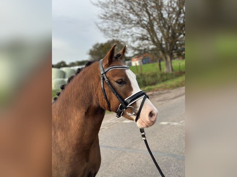 Welsh A (Mountain Pony) Gelding 2 years 12 hh Chestnut-Red in Wagenberg