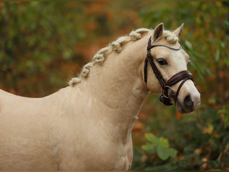 Welsh A (Mountain Pony) Gelding 2 years 12 hh Palomino in Aalten