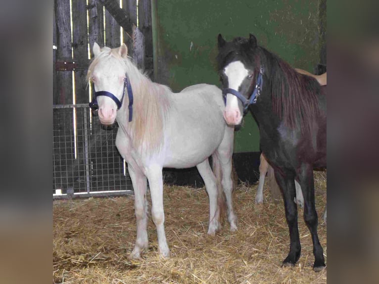 Welsh A (Mountain Pony) Gelding 2 years Cremello in Herzberg