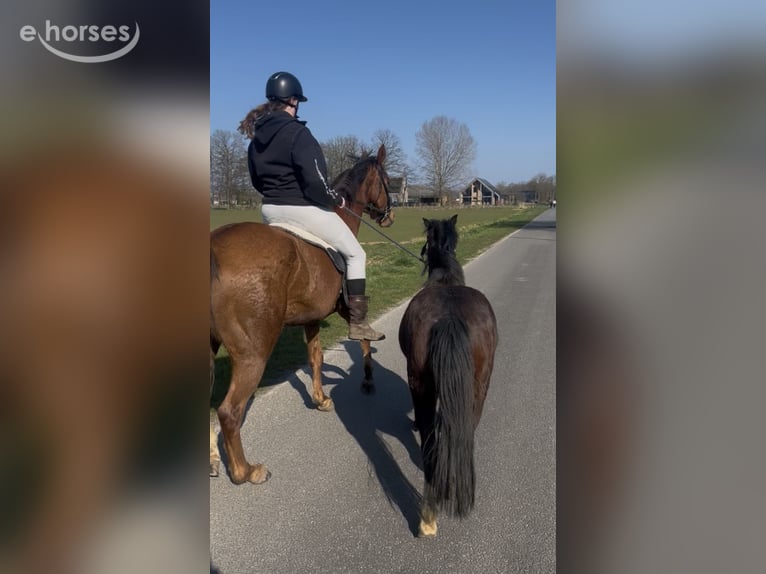 Welsh A (Mountain Pony) Gelding 3 years 11.1 hh Brown in Hengelo