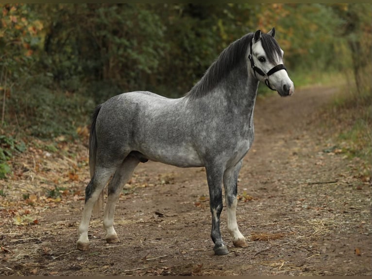 Welsh A (Mountain Pony) Gelding 3 years 11.1 hh Grey in Aalten