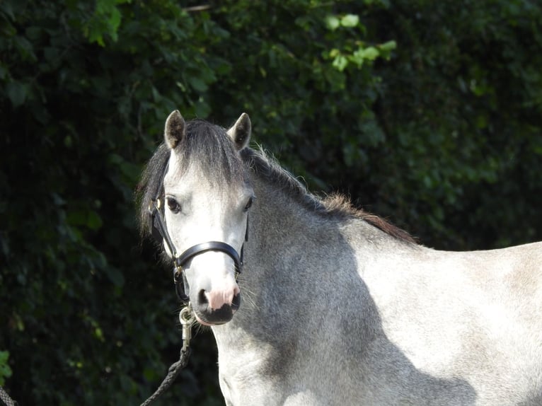 Welsh A (Mountain Pony) Gelding 3 years 11.2 hh Grey in Verl