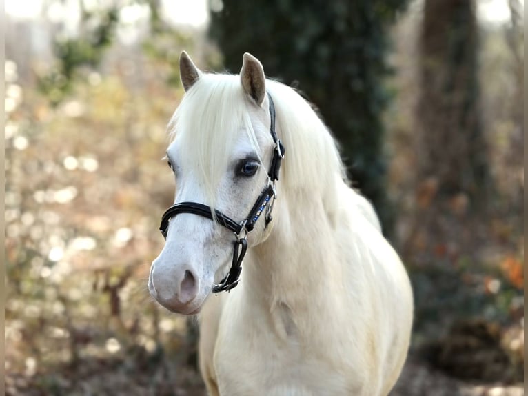 Welsh A (Mountain Pony) Gelding 3 years 11.2 hh Palomino in Aalten