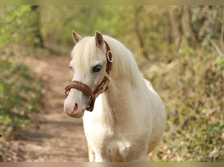 Welsh A (Mountain Pony) Gelding 3 years 11.2 hh Palomino in Aalten