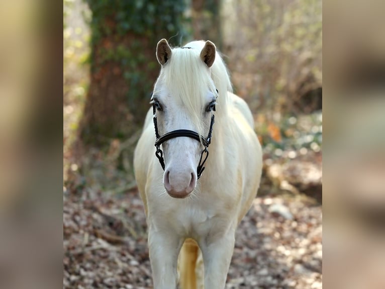 Welsh A (Mountain Pony) Gelding 3 years 11.2 hh Palomino in Aalten