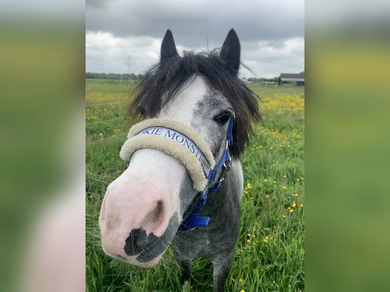 Welsh A (Mountain Pony) Gelding 3 years 11 hh Grey in Noordwolde