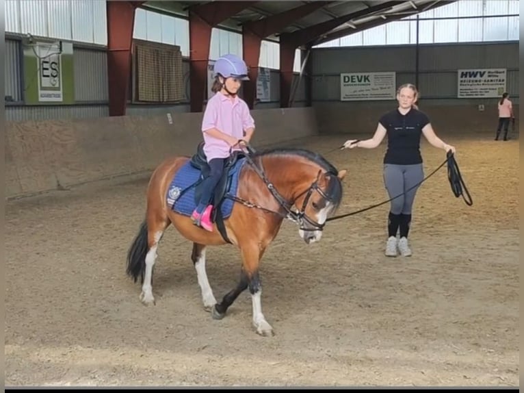Welsh A (Mountain Pony) Gelding 3 years 11,1 hh Brown in Wildeshausenwildeshause