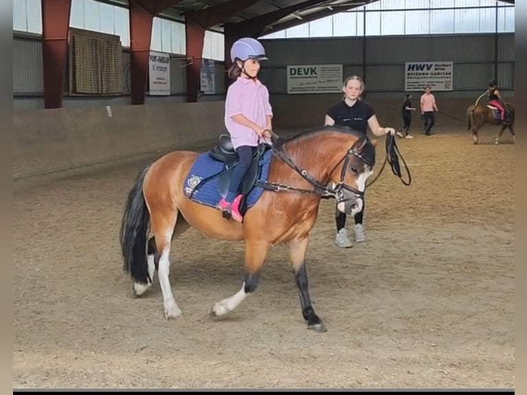 Welsh A (Mountain Pony) Gelding 3 years 11,1 hh Brown in Wildeshausenwildeshause