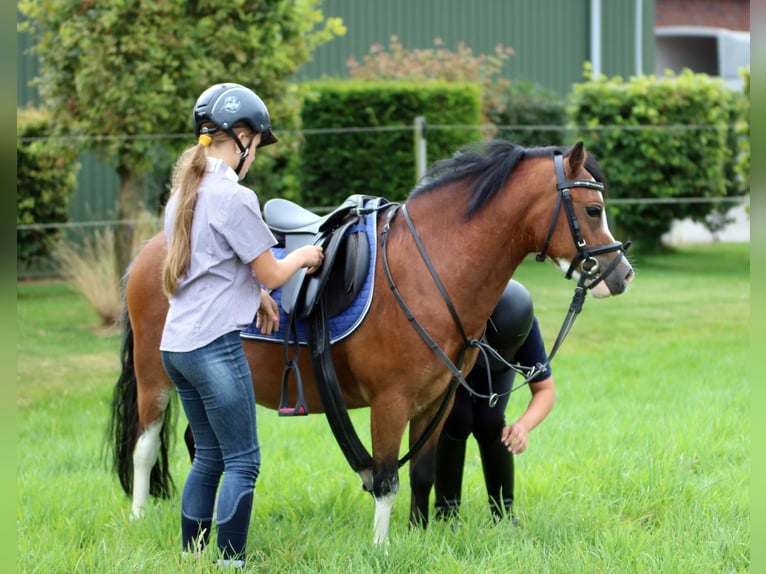 Welsh A (Mountain Pony) Gelding 3 years 11,1 hh Brown in Wildeshausenwildeshause