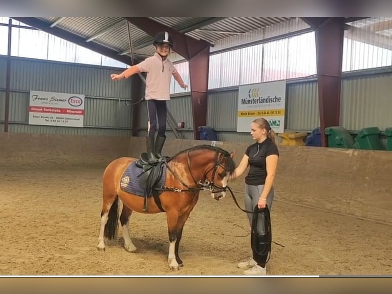 Welsh A (Mountain Pony) Gelding 3 years 11,1 hh Brown in Wildeshausenwildeshause