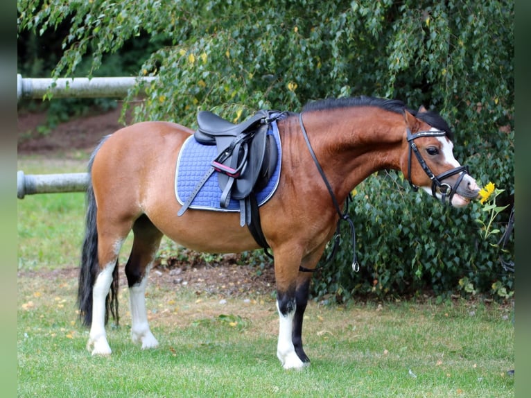 Welsh A (Mountain Pony) Gelding 3 years 11,1 hh Brown in Wildeshausenwildeshause