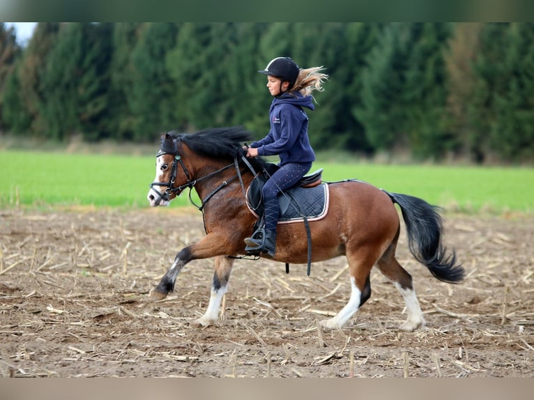 Welsh A (Mountain Pony) Gelding 3 years 11,1 hh Brown in Wildeshausenwildeshause
