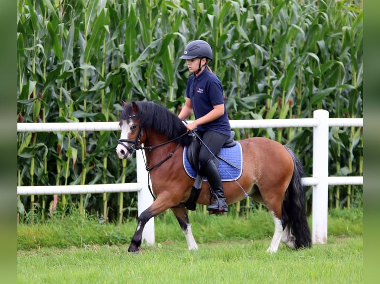 Welsh A (Mountain Pony) Gelding 3 years 11,1 hh Brown in Wildeshausenwildeshause