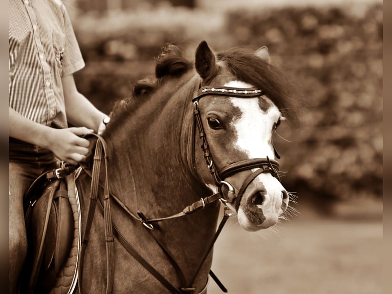 Welsh A (Mountain Pony) Gelding 3 years 11,1 hh Brown in Wildeshausenwildeshause
