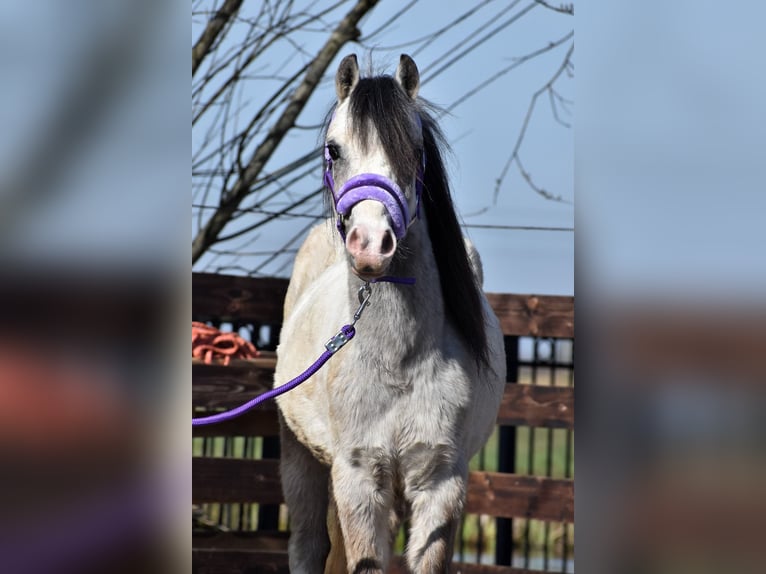 Welsh A (Mountain Pony) Gelding 3 years 11,1 hh Gray in Papekop