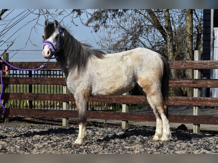 Welsh A (Mountain Pony) Gelding 3 years 11,1 hh Gray in Papekop
