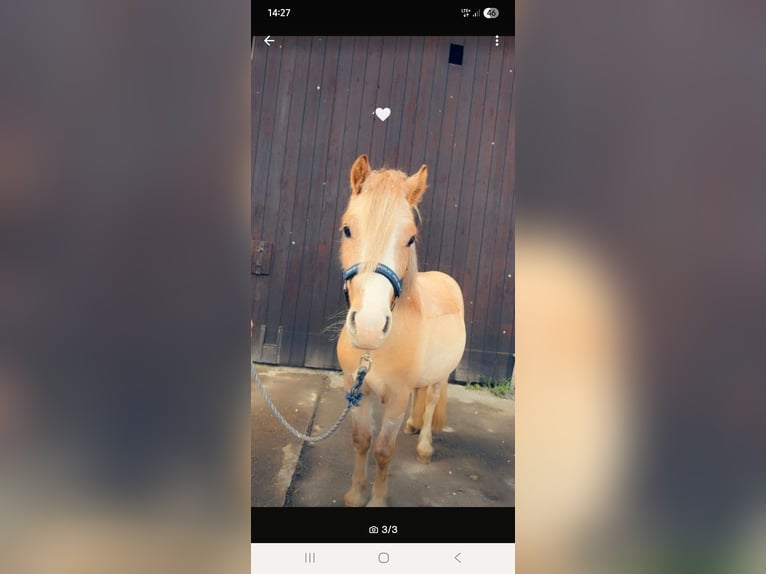 Welsh A (Mountain Pony) Gelding 3 years 11,1 hh Gray-Red-Tan in Welver