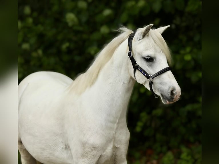 Welsh A (Mountain Pony) Gelding 3 years 11,1 hh Grey in Aalten