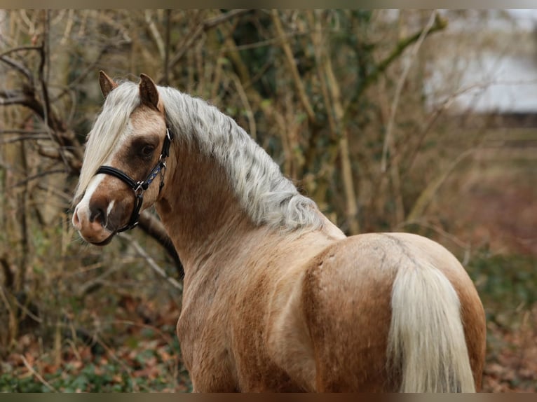 Welsh A (Mountain Pony) Gelding 3 years 11,1 hh Palomino in Aalten