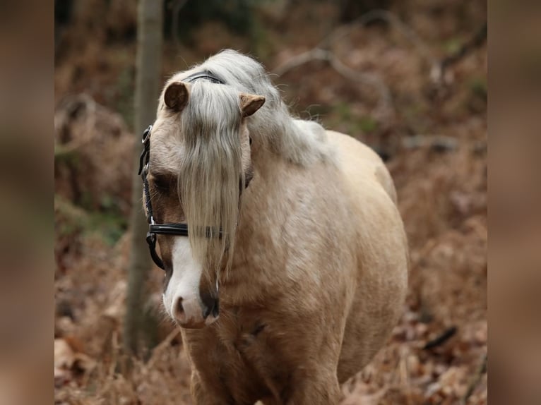 Welsh A (Mountain Pony) Gelding 3 years 11,1 hh Palomino in Aalten