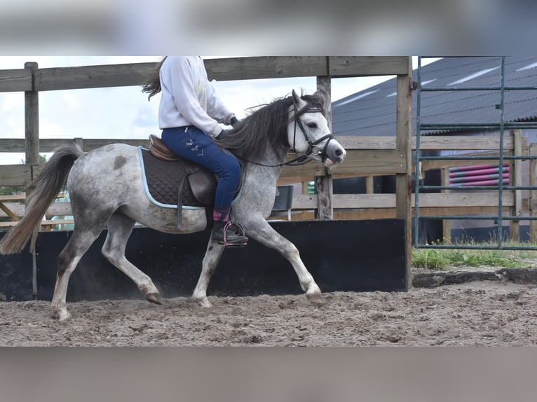 Welsh A (Mountain Pony) Gelding 3 years 11,2 hh Grey in Achtmaal